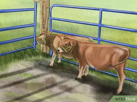 Image titled Sort Cows Step 2
