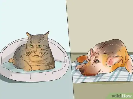 Image titled Dog‐Sit when You Have a Small Pet Step 8