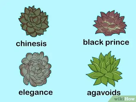 Image titled Make a Succulent Centerpiece Step 4