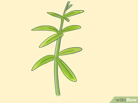 Image titled Grow Oleanders from Cuttings Step 2