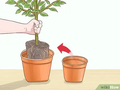 Image titled Grow Kumquat Step 10
