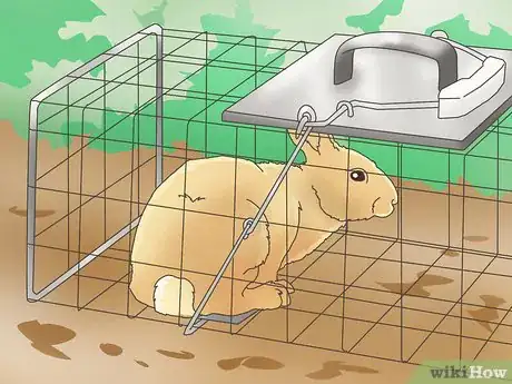 Image titled Trap a Rabbit Step 5