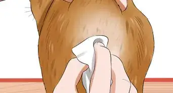 Express a Cat's Anal Glands