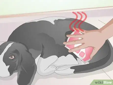 Image titled Rehabilitate Orthopedic Injuries in Dogs Step 3