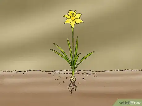 Image titled Propagate Daffodils Step 1
