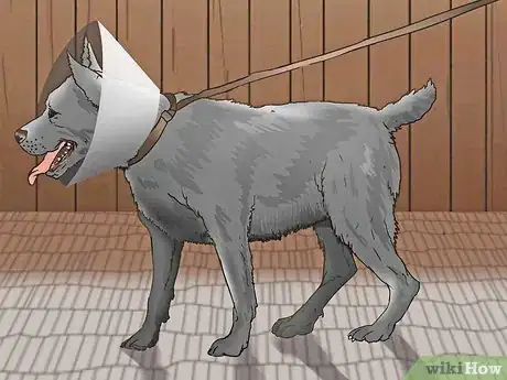 Image titled Keep Your Dog Calm After Neutering Step 6