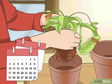 Image titled Care for Nepenthes (Tropical Pitcher Plants) Step 9