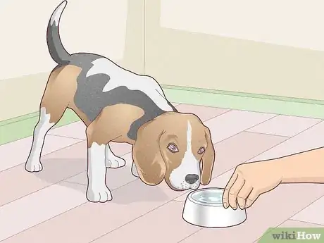 Image titled Treat Vestibular Disease in Dogs Step 14