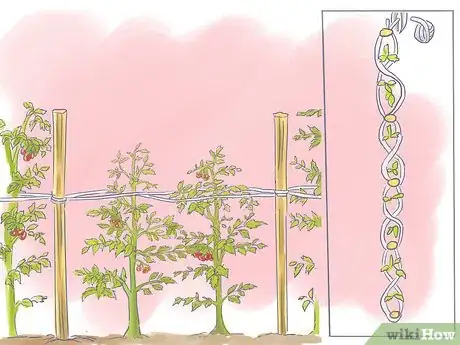 Image titled Tie Tomatoes_ the Florida Weave Step 7