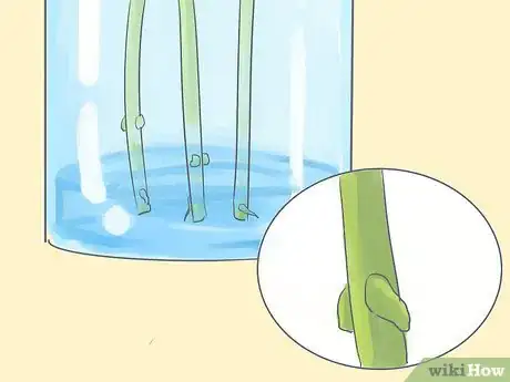 Image titled Grow Oleanders from Cuttings Step 6