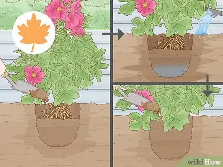Image titled Transplant Hollyhocks Step 11