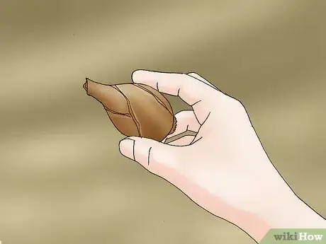 Image titled Propagate Daffodils Step 8