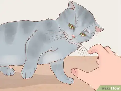 Image titled Become a Cat Person Step 1