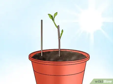 Image titled Plant Confederate Jasmine Step 26