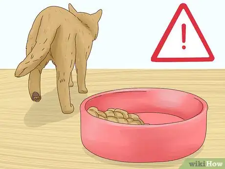 Image titled Diagnose and Treat Histoplasmosis in Cats Step 1