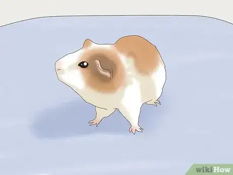 Image titled Teach a Guinea Pig to Do Tricks Step 15