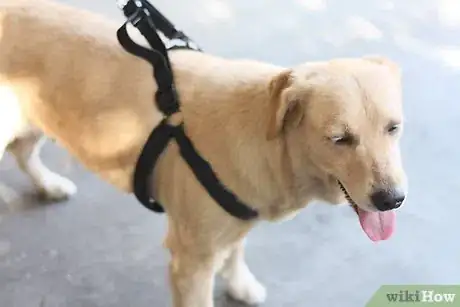 Image titled Train Your Dog in Nosework Step 3