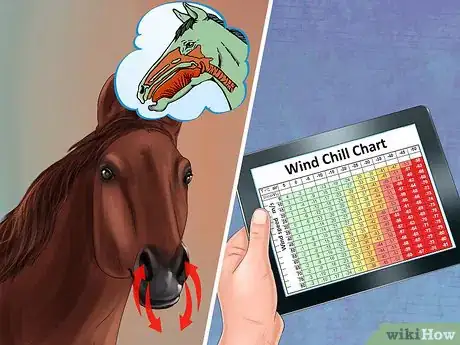 Image titled Exercise Horses in Cold Weather Step 4