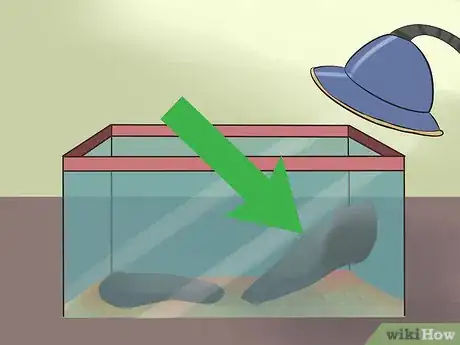 Image titled Care for Uromastyx Lizards Step 4