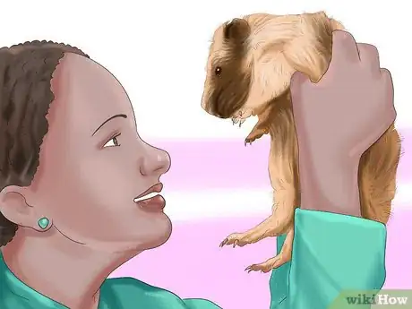 Image titled Choose a Pet Guinea Pig Step 8