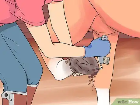 Image titled Groom a Miniature Horse for Show Step 21