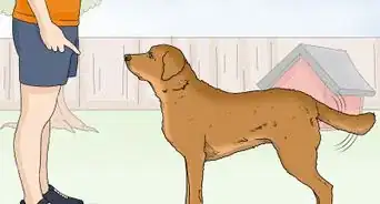 Identify a Chesapeake Bay Retriever