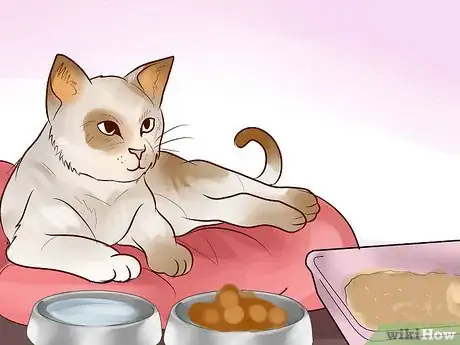 Image titled Adopt an Old Cat Step 10