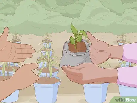 Image titled Plant Uala Step 4