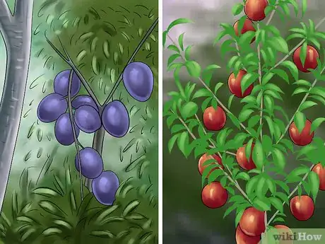 Image titled Prune a Fruit Tree Step 12