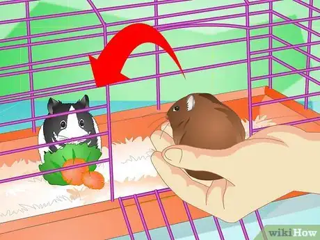 Image titled Keep a Hamster Healthy Step 16