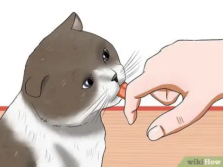 Image titled Get a Grumpy Cat to Like You Step 11