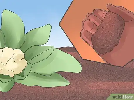 Image titled Grow Cauliflower Step 3