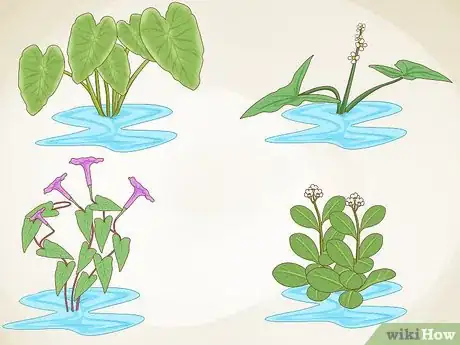 Image titled Grow an Edible Pond Step 13