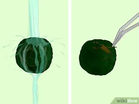 Image titled Clean an Aquatic Moss Ball Step 8