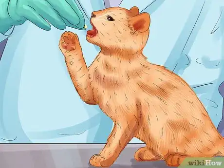 Image titled Treat Feline Intestinal Lymphoma Step 13