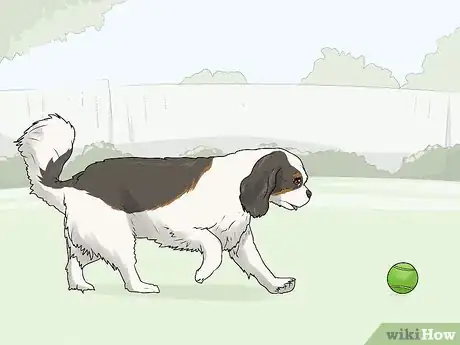 Image titled Identify a Cavalier King Charles Spaniel Step 10