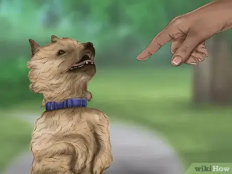 Image titled Care for an Australian Terrier Step 12