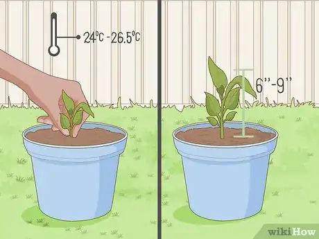 Image titled Plant Uala Step 5