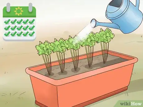 Image titled Grow Carrots in Pots Step 11