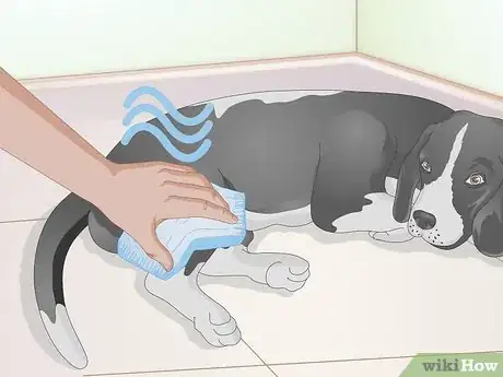 Image titled Rehabilitate Orthopedic Injuries in Dogs Step 2