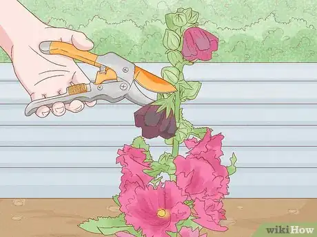 Image titled Transplant Hollyhocks Step 14