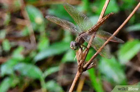 Image titled Photograph a Dragonfly Step 3