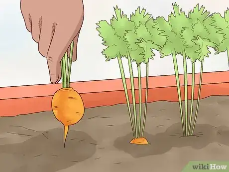 Image titled Grow Carrots in Pots Step 16