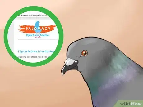 Image titled Tame Pigeons to Be out of Cage Permanently Step 5