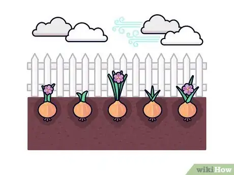 Image titled Grow Saffron Step 10