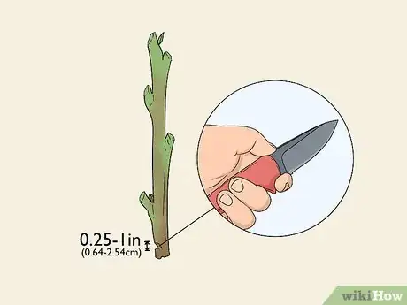 Image titled Take Hardwood Cuttings Step 6