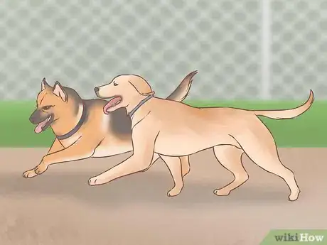 Image titled Choose a Second Dog Step 6