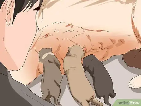 Image titled Ensure Passive Immunity in Newborn Puppies Step 1