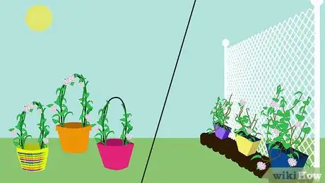 Image titled Grow Hoya Bella (Miniature Wax Plant) Step 5