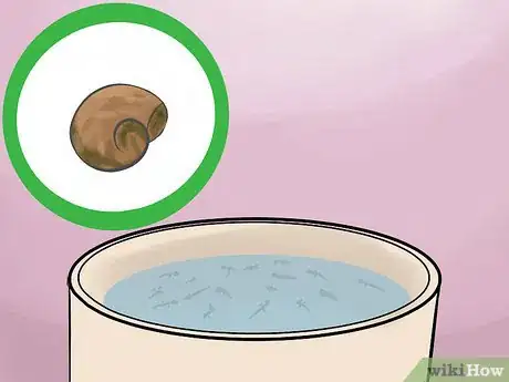 Image titled Breed Hermit Crabs Step 13